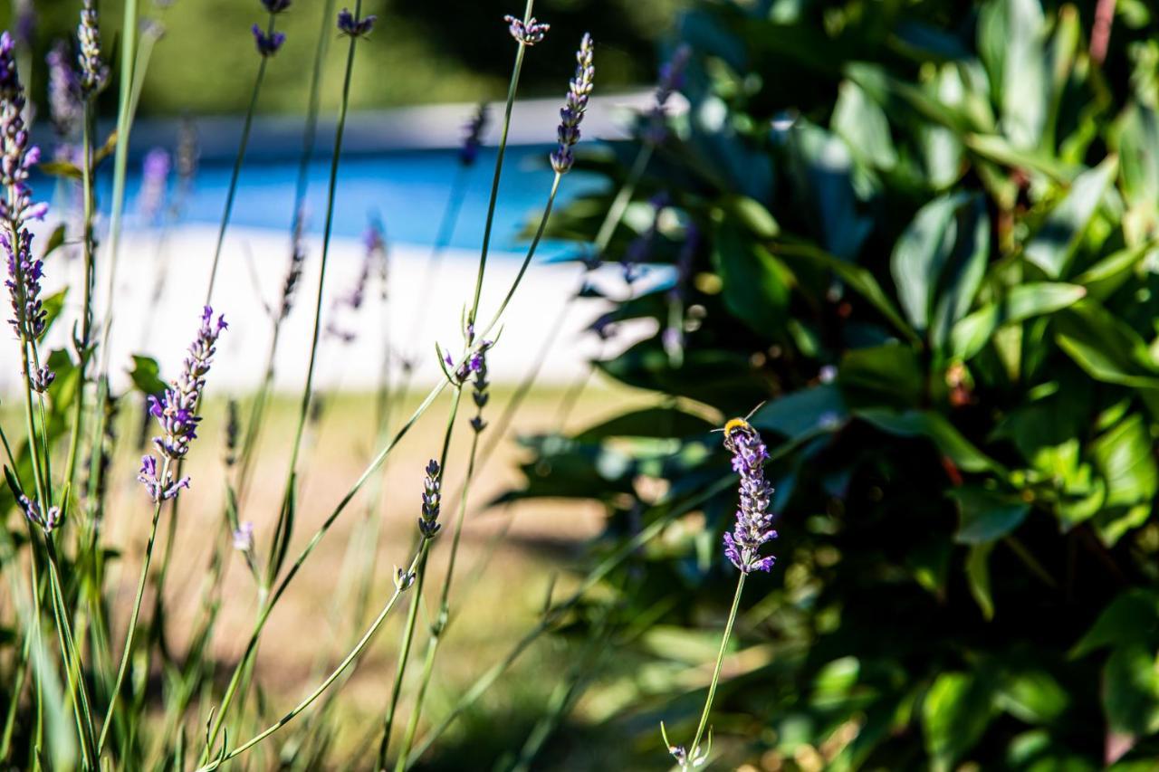 Le Mas Des Roches Proche Puy Du Fou Bed & Breakfast Saint-Paul-en-Pareds Exterior photo