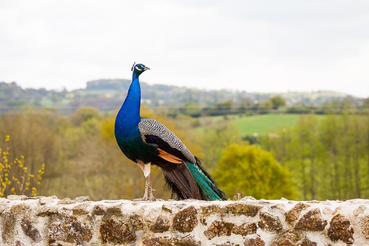 Le Mas Des Roches Proche Puy Du Fou Bed & Breakfast Saint-Paul-en-Pareds Exterior photo